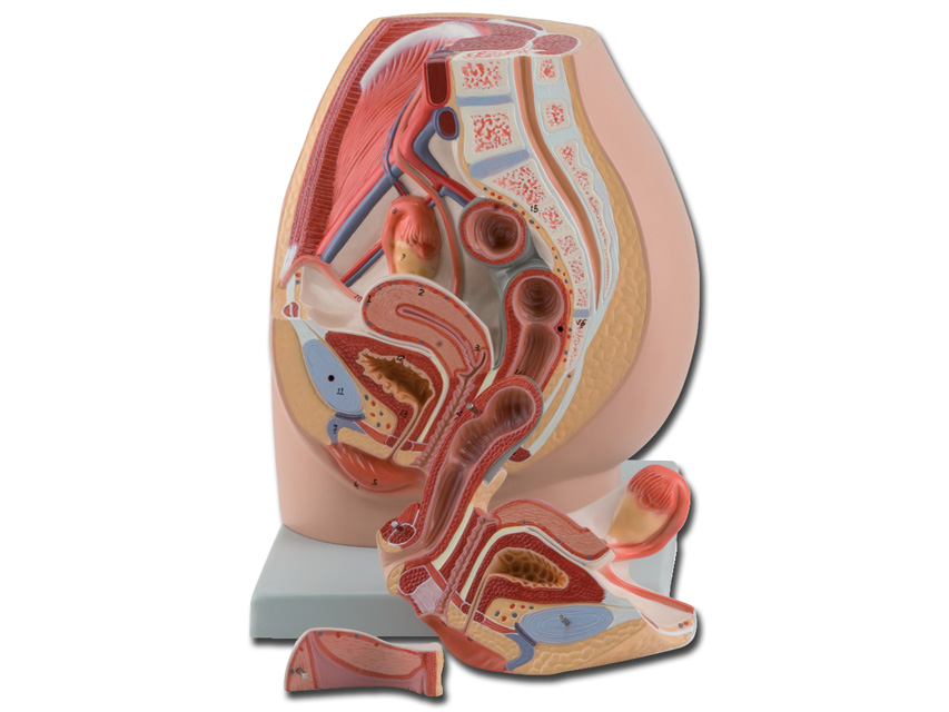 MOD. SISTEMA GENITALE FEMMINILE - 3 parti